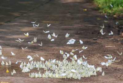Cuc Phuong National Park Private Tour